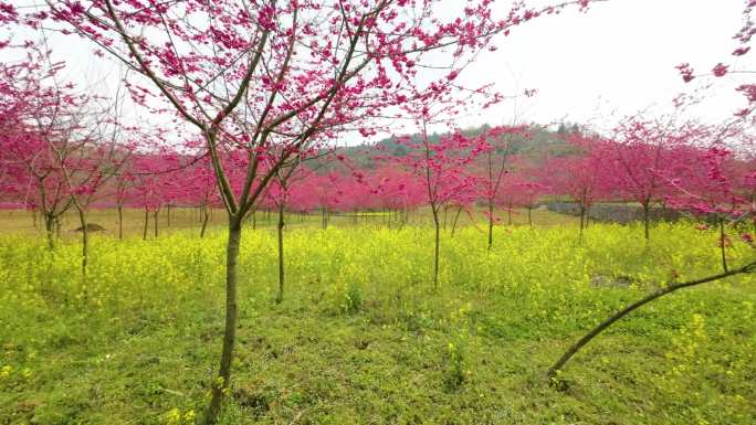 红樱花、油菜花、穿越机拍摄春天
