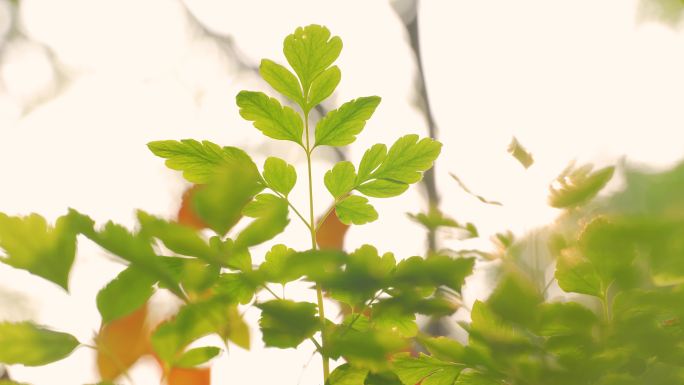 唯美逆光阳光透过植物空镜头