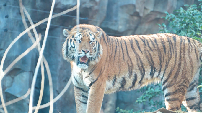 老虎 动物园 孟加拉虎 东北虎
