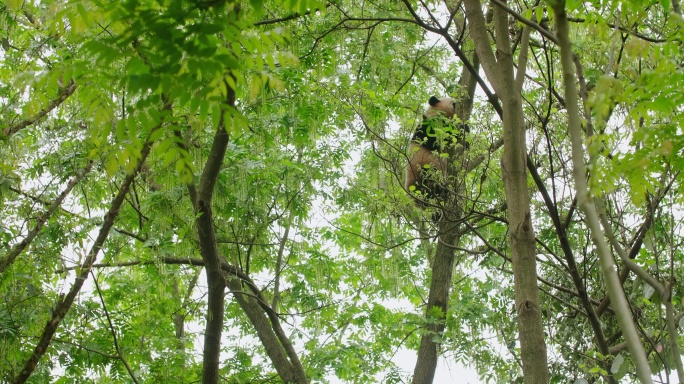 春天野外树上爬树的大熊猫吃树叶玩耍