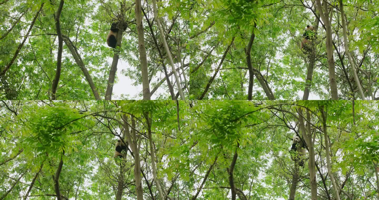 春天野外树上爬树的大熊猫吃树叶玩耍