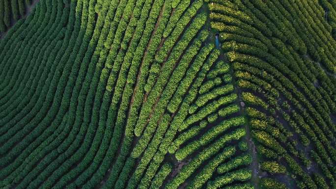 航拍茶山茶园