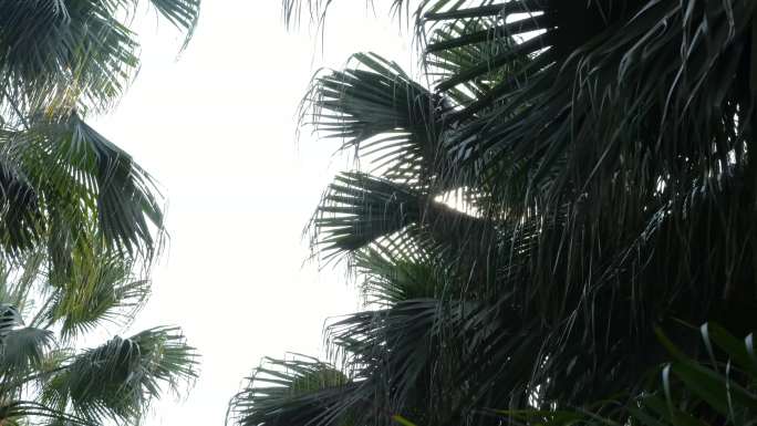 南国棕榈树