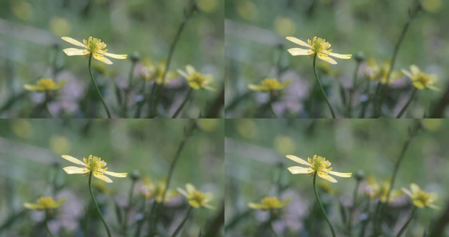 微距拍摄逆光匍枝毛茛野花