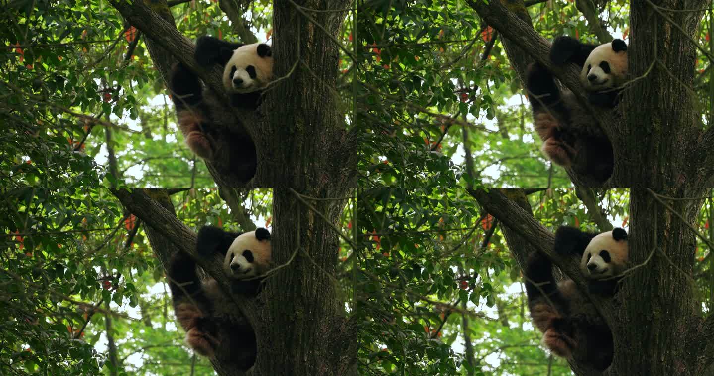 树上搞笑睡觉大熊猫