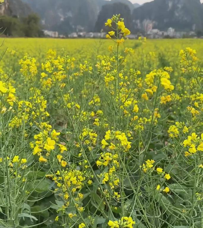 油菜花视频