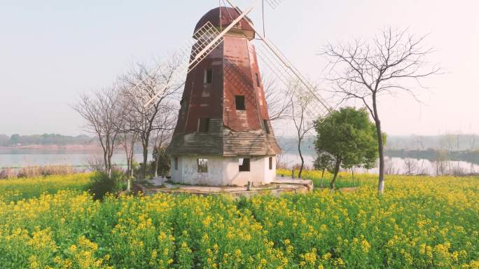 武汉东湖万国公园油菜花海