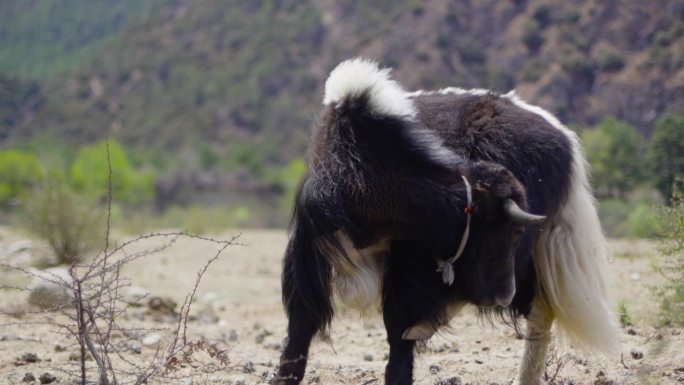 西藏牦牛 那曲牦牛 林芝牦牛
