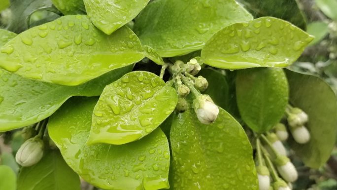 微距花朵雨珠雨滴花瓣 花朵雨滴 春暖花开