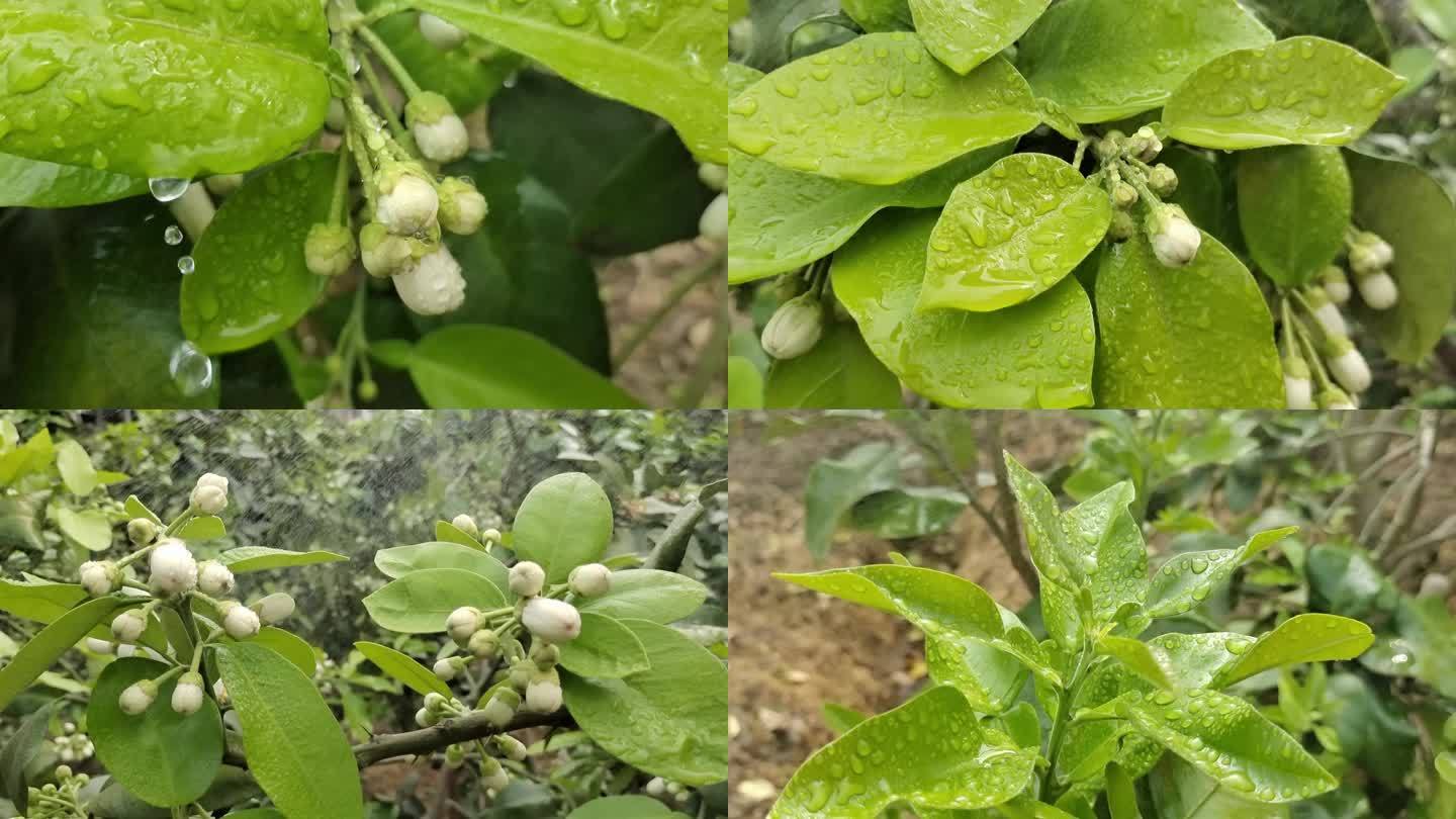 微距花朵雨珠雨滴花瓣 花朵雨滴 春暖花开