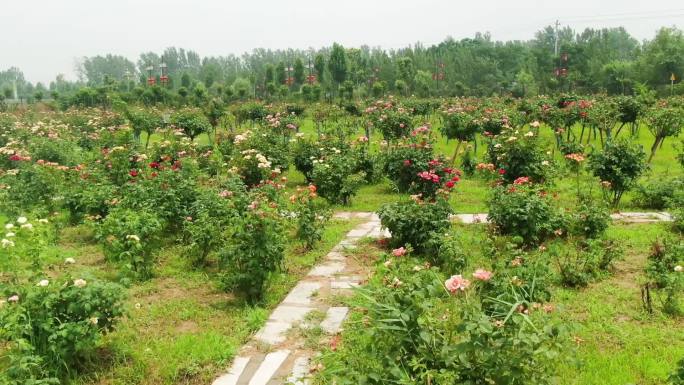 鲜花种植基地