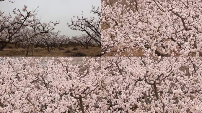 杏花大景