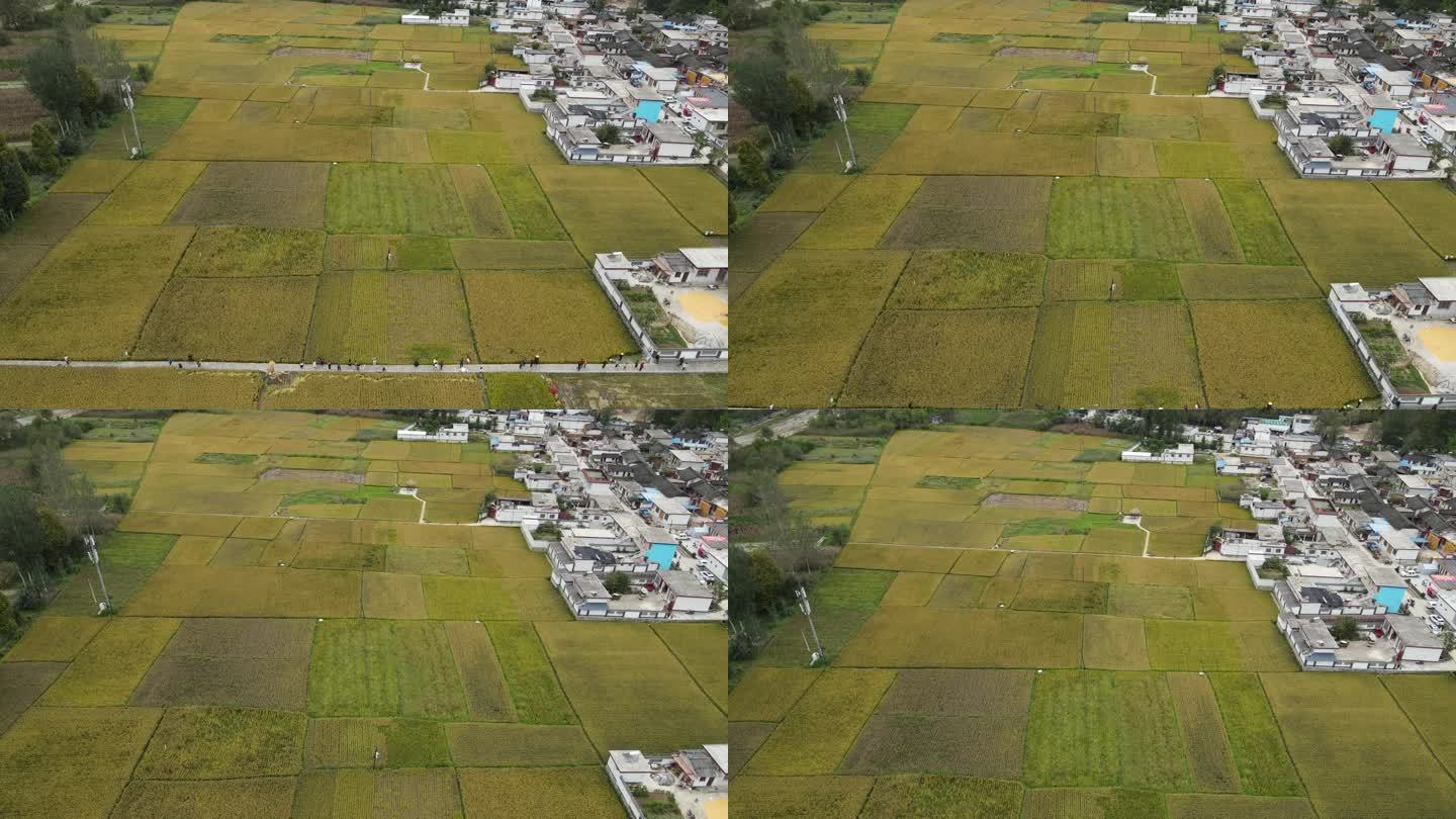 水稻航拍稻田收割联合收割机村庄