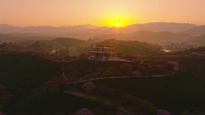 福建漳平永福镇台品樱花园春天樱花茶园