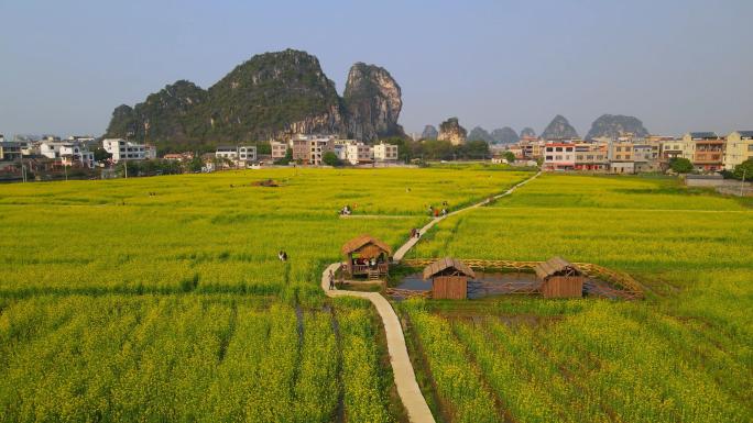 贵港市港南区山边村龟山油菜花