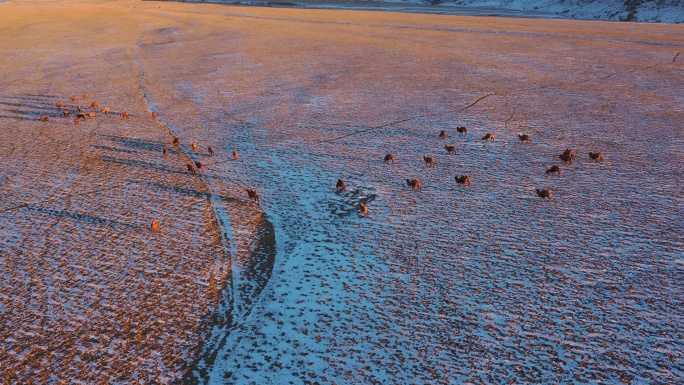 骆驼视频 贺兰山 自然景色 雪地骆驼群