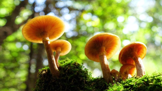 榛蘑 唯美蘑菇 森林里的野生蘑菇
