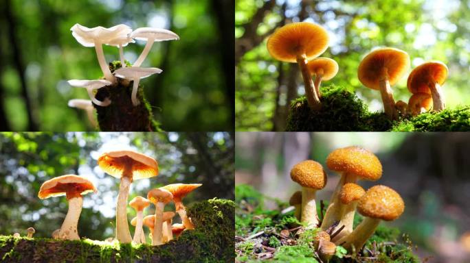榛蘑 唯美蘑菇 森林里的野生蘑菇