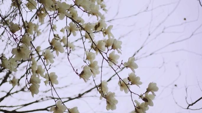 玉兰 白玉兰 春暖花开 玉兰花开