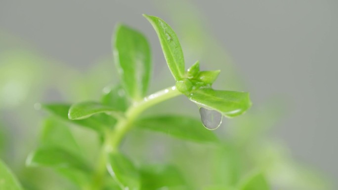 马齿苋马齿笕马苋五行草长命菜