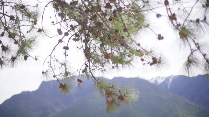 松树和雪山 松树和蓝天 松树林 松果