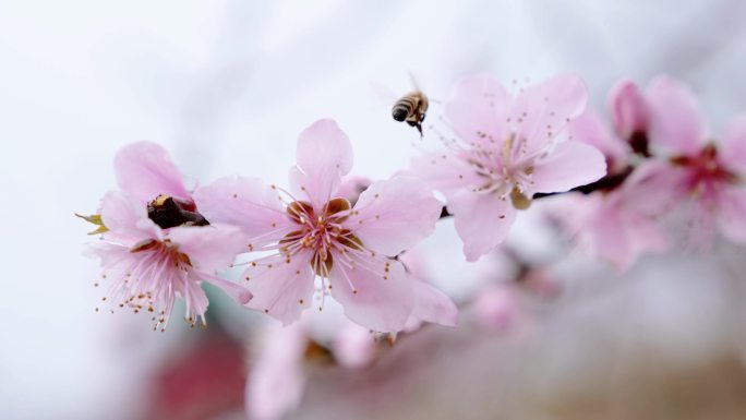 【4K】桃花朵朵蜜蜂采蜜