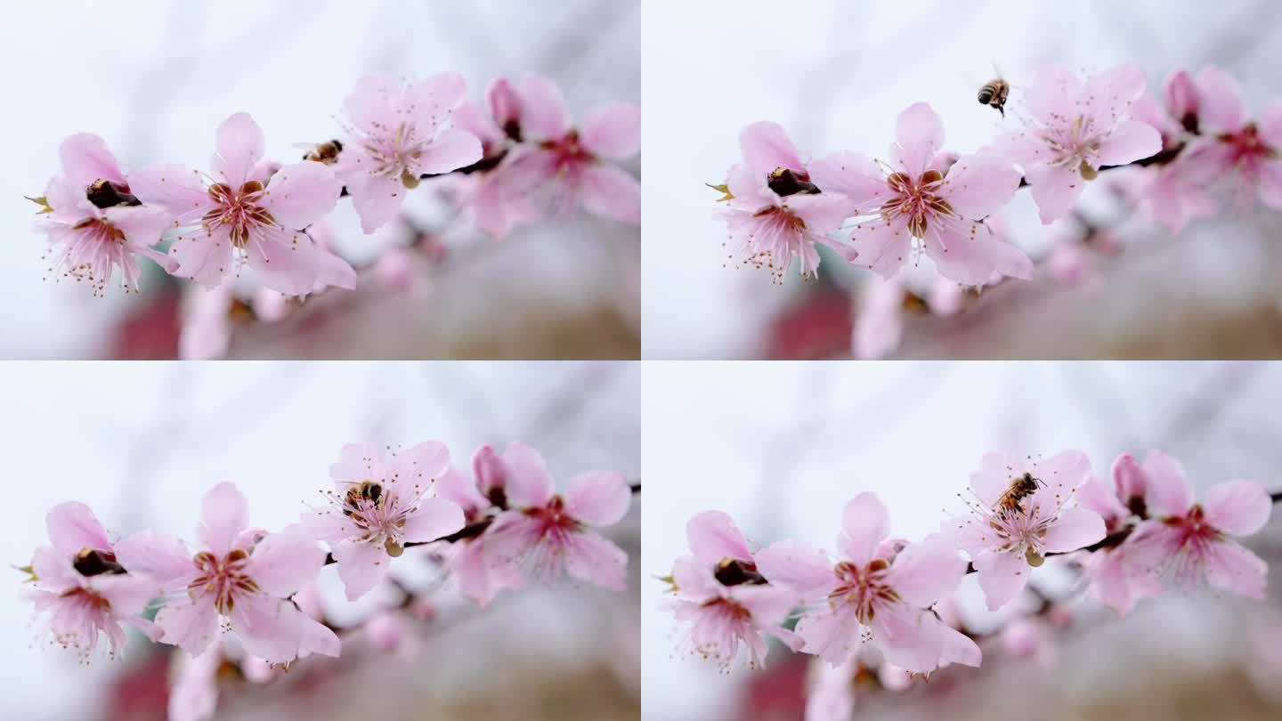 【4K】桃花朵朵蜜蜂采蜜