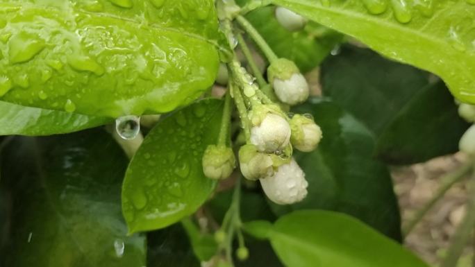 柚树嫩绿柚花雨滴 小雨淋花 雨中柚花雨滴