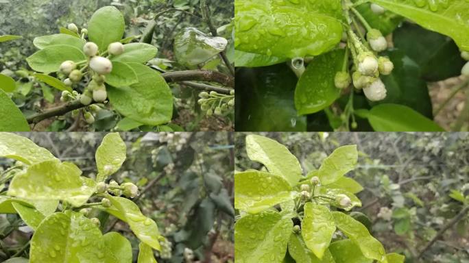 柚树嫩绿柚花雨滴 小雨淋花 雨中柚花雨滴