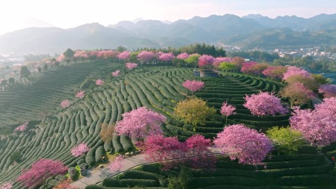 福建漳平永福镇台品樱花园春天樱花茶园