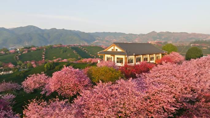 福建漳平永福镇台品樱花园春天樱花茶园