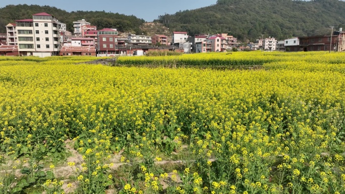 航拍乡村田园油菜花田