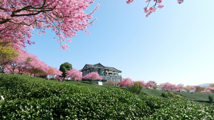 福建漳平永福镇台品樱花园春天樱花茶园