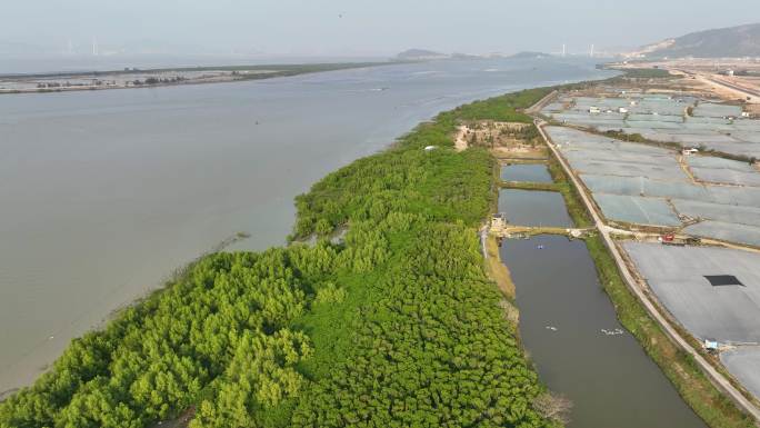 航拍福建漳州九龙江生态系统红树林湿地