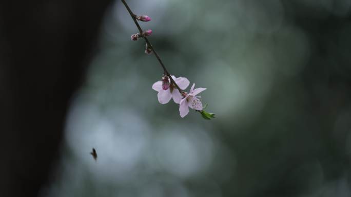 8K视频实拍春季杭州花卉