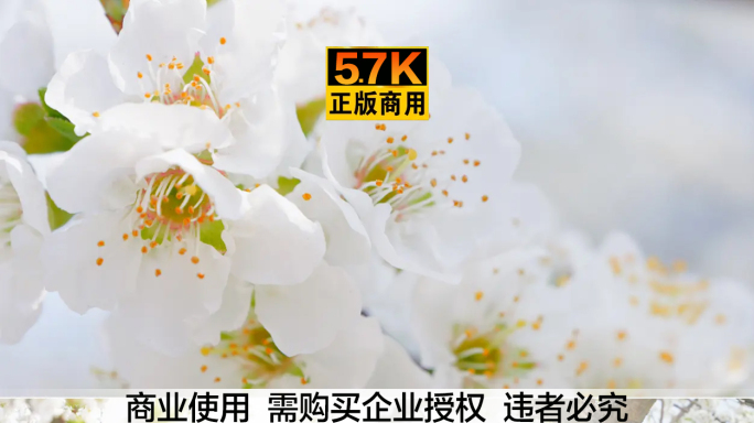 5.7K广告级画质 古李子树花
