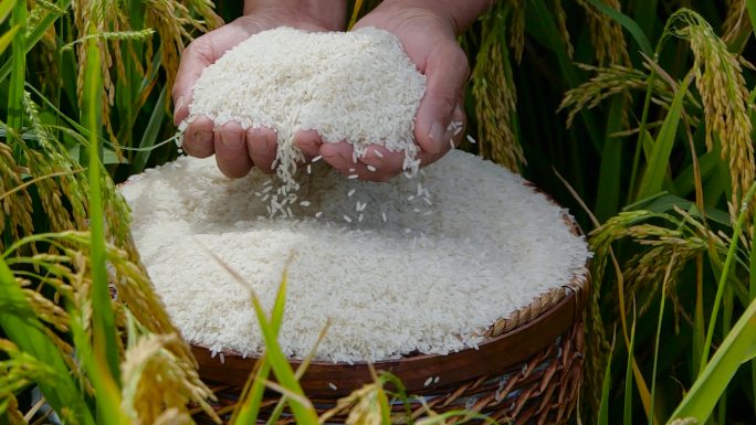 大米丰收