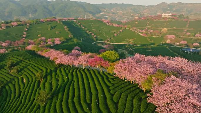 福建漳平永福镇台品樱花园春天樱花茶园