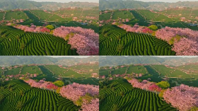 福建漳平永福镇台品樱花园春天樱花茶园