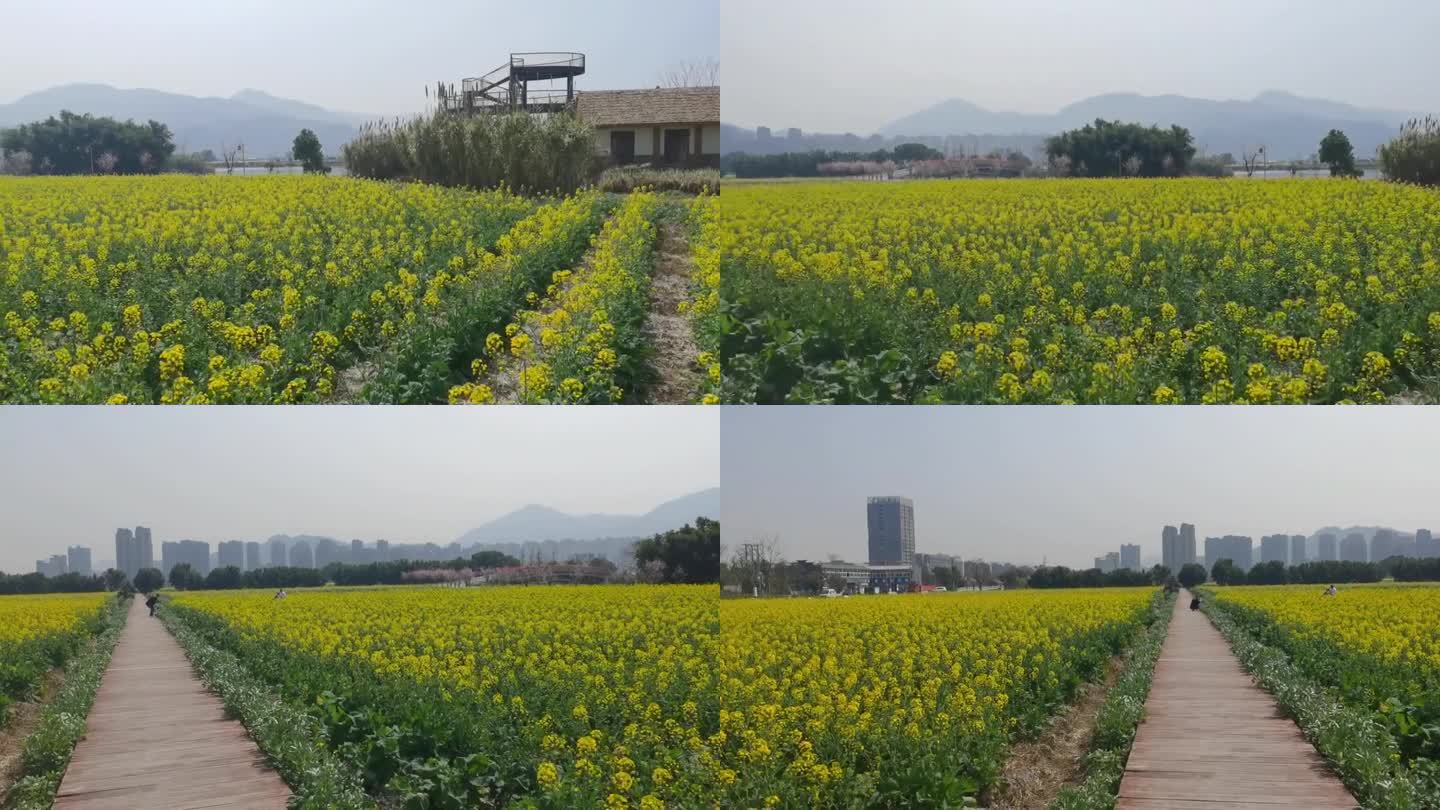 城市里的油菜花田