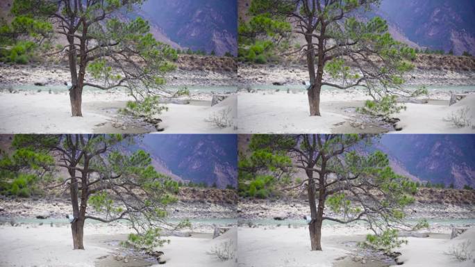 沙石地的老松树 河边冲刷的树