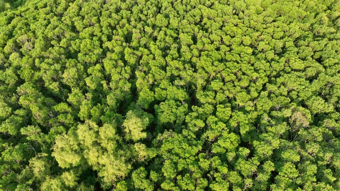 航拍福建漳州九龙江生态系统红树林种植