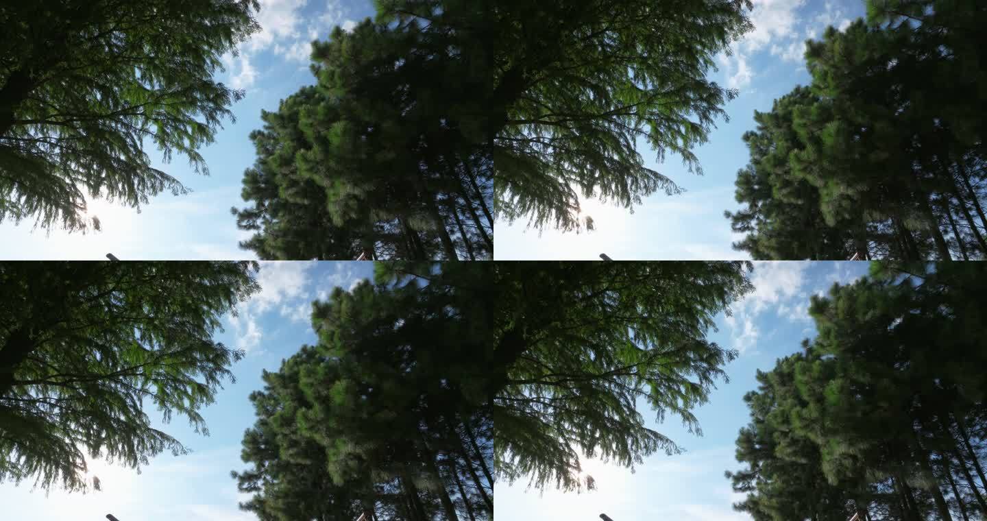 5k夏季蓝天白云树林间镜头