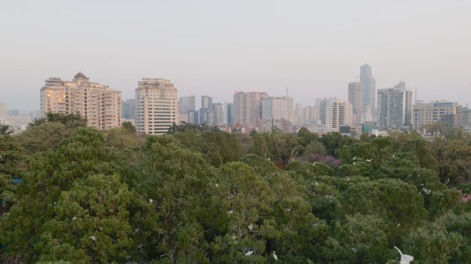 5K-昆明圆通山白鹭，圆通山水鸟栖息地