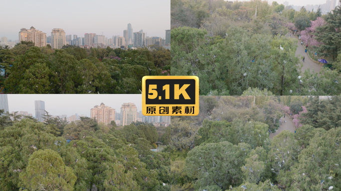 5K-昆明圆通山白鹭，圆通山水鸟栖息地