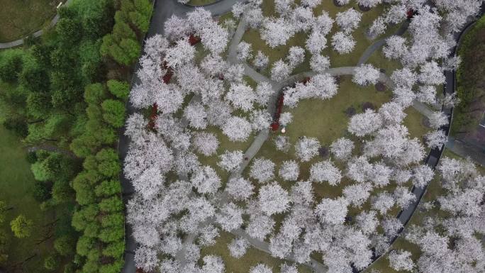 航拍上海顾村公园樱花