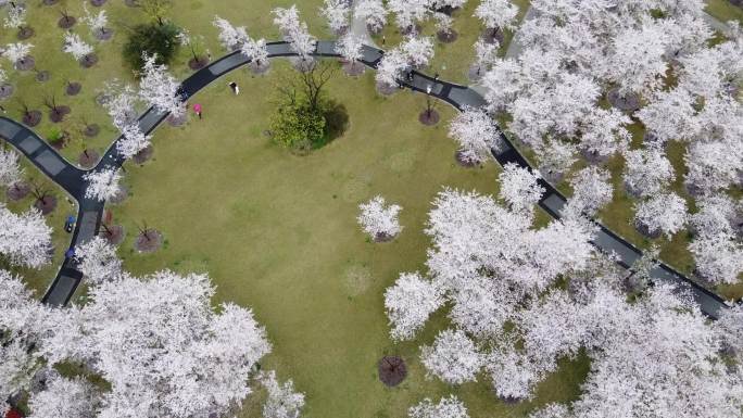 航拍上海顾村公园樱花