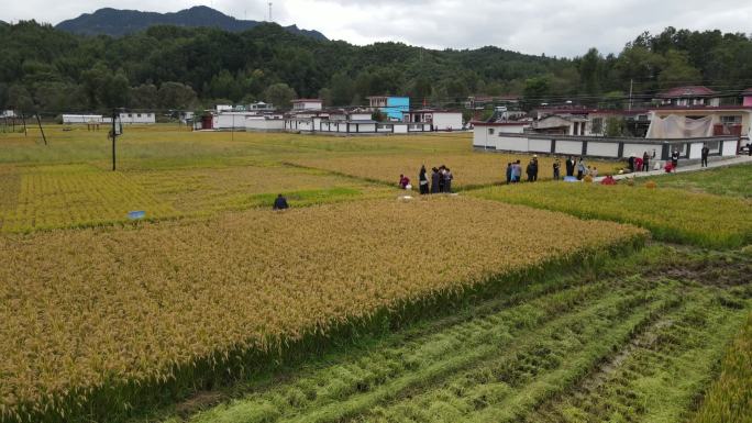 水稻航拍稻田收割联合收割机丰收