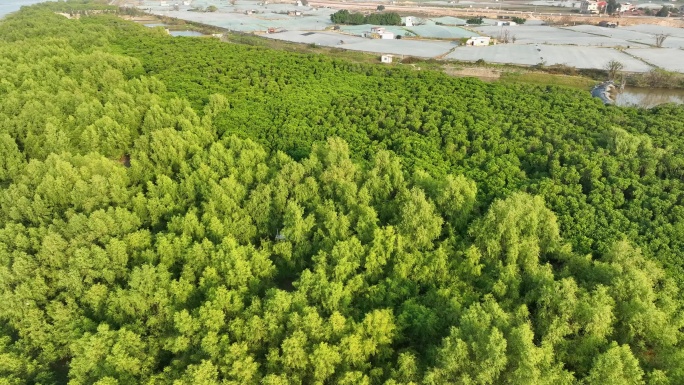 航拍福建漳州九龙江生态系统红树林湿地