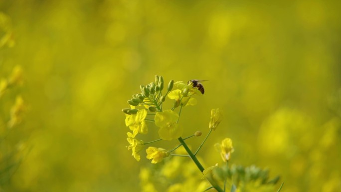 4K高清油菜花和蜜蜂空镜素材视频